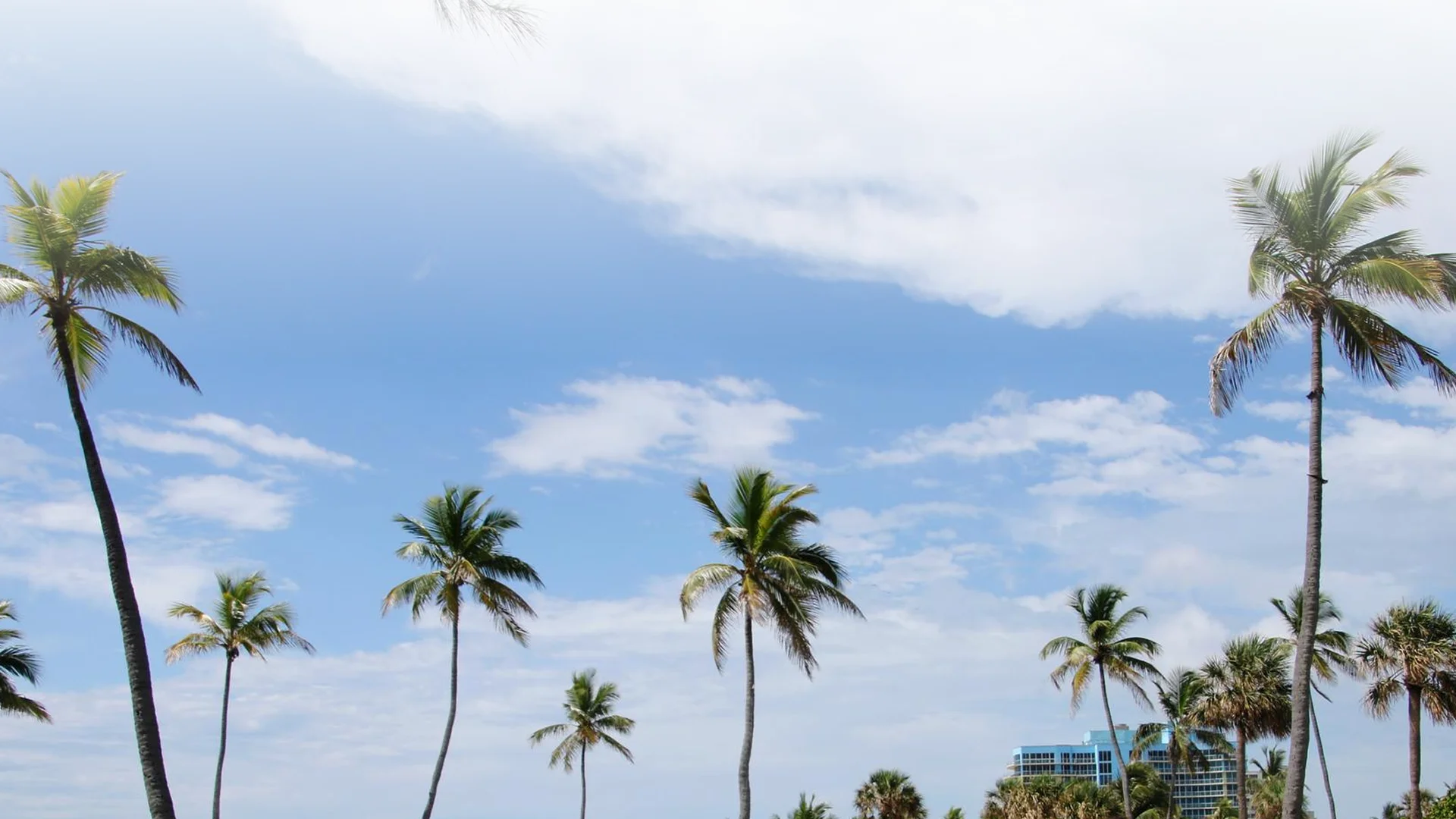 Palm trees against blue sky with building in background