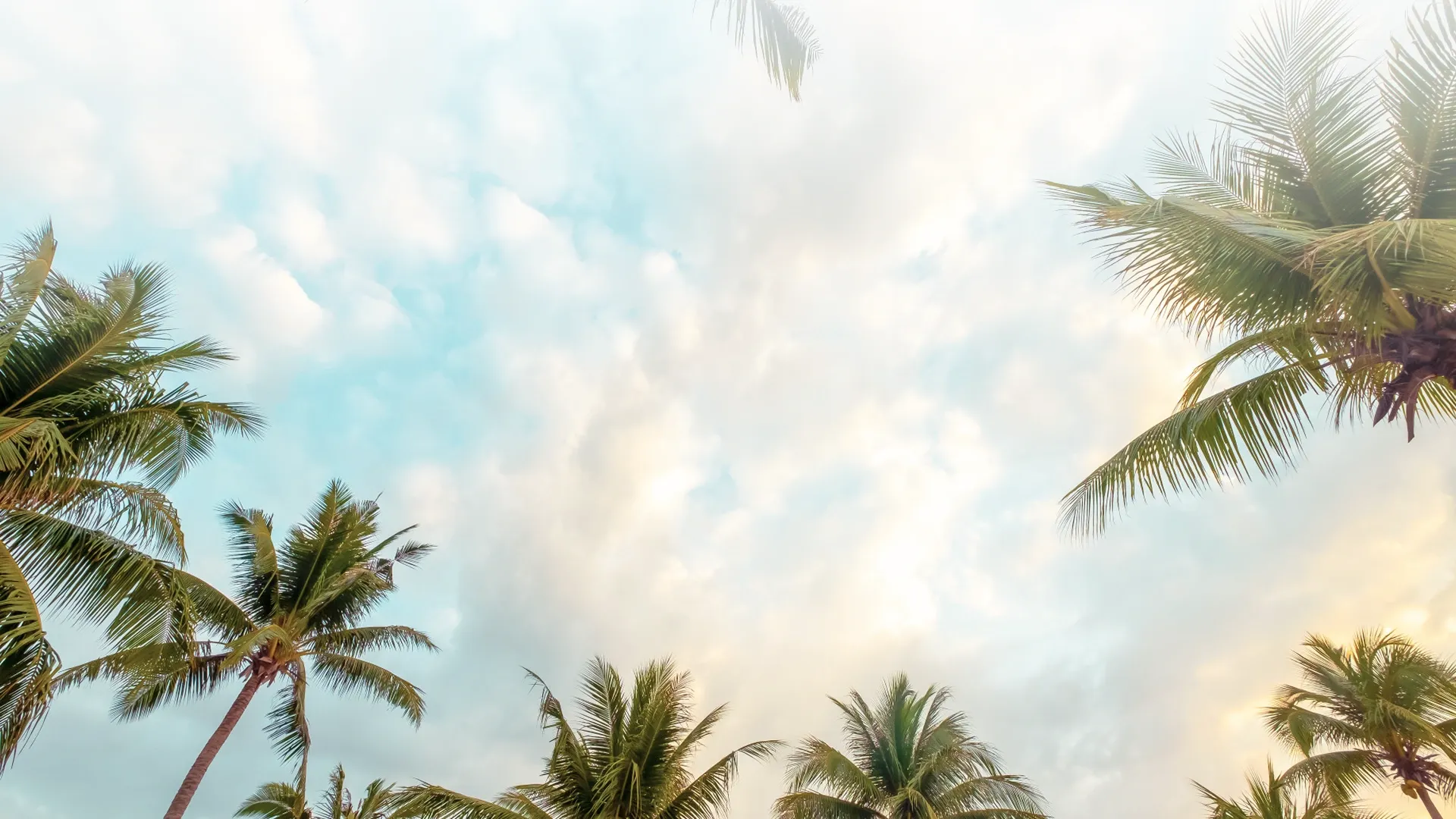Upward view of tropical palm trees against a bright cloudy sky